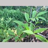 Perennials ~ Polygonatum orientale (syn. P. polyanthemum), Oriental Solomon's Seal ~ Dancing Oaks Nursery and Gardens ~ Retail Nursery ~ Mail Order Nursery