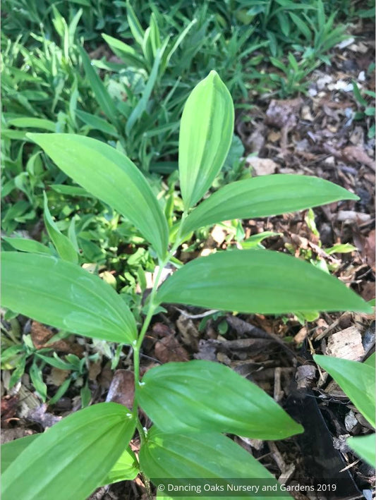 Perennials ~ Polygonatum orientale (syn. P. polyanthemum), Oriental Solomon's Seal ~ Dancing Oaks Nursery and Gardens ~ Retail Nursery ~ Mail Order Nursery