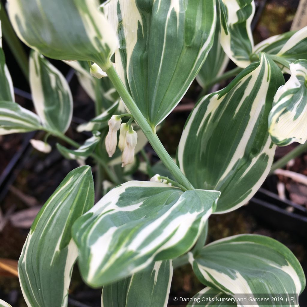 Perennials ~ Polygonatum x hybridum 'Striatum', Variegated Solomon's Seal ~ Dancing Oaks Nursery and Gardens ~ Retail Nursery ~ Mail Order Nursery