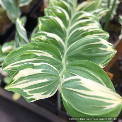 Perennials ~ Polygonatum x hybridum 'Striatum', Variegated Solomon's Seal ~ Dancing Oaks Nursery and Gardens ~ Retail Nursery ~ Mail Order Nursery