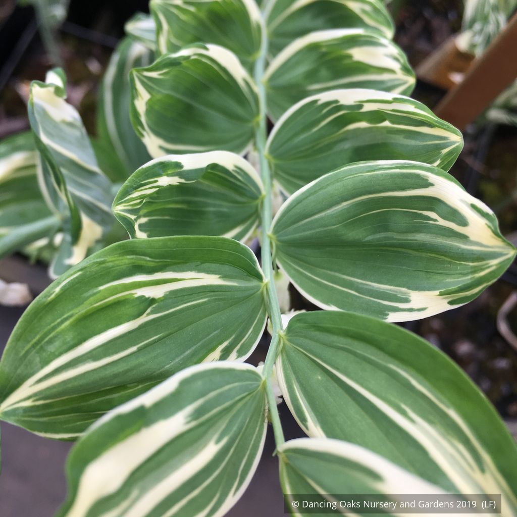Perennials ~ Polygonatum x hybridum 'Striatum', Variegated Solomon's Seal ~ Dancing Oaks Nursery and Gardens ~ Retail Nursery ~ Mail Order Nursery
