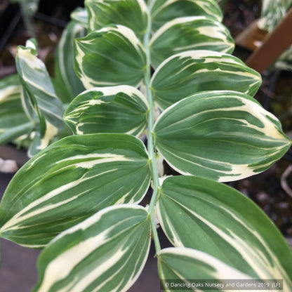Perennials ~ Polygonatum x hybridum 'Striatum', Variegated Solomon's Seal ~ Dancing Oaks Nursery and Gardens ~ Retail Nursery ~ Mail Order Nursery