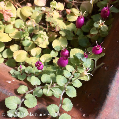 Perennials ~ Pratia nummularia, Roundleaf Star Creeper ~ Dancing Oaks Nursery and Gardens ~ Retail Nursery ~ Mail Order Nursery