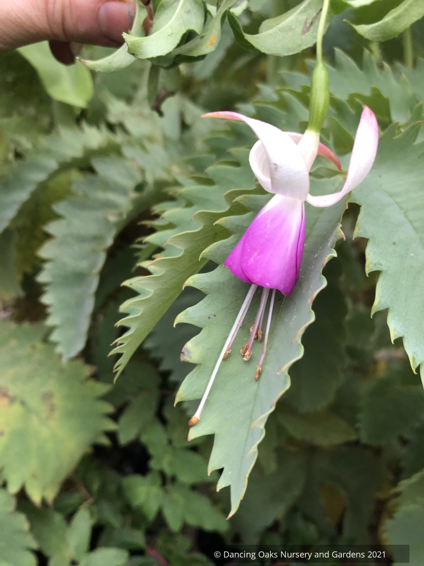 Perennials ~ Fuchsia 'Preston Guild', Hardy Fuchsia ~ Dancing Oaks Nursery and Gardens ~ Retail Nursery ~ Mail Order Nursery