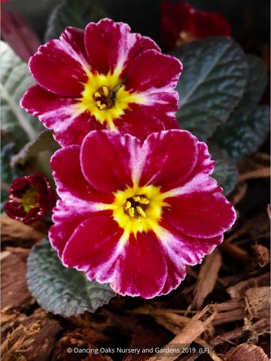 Perennials ~ Primula 'Dark Rosaleen', Polyantha Primrose ~ Dancing Oaks Nursery and Gardens ~ Retail Nursery ~ Mail Order Nursery