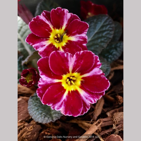 Perennials ~ Primula 'Dark Rosaleen', Polyantha Primrose ~ Dancing Oaks Nursery and Gardens ~ Retail Nursery ~ Mail Order Nursery