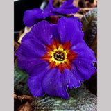 Perennials ~ Primula 'Wanda Blue Shades', Primrose ~ Dancing Oaks Nursery and Gardens ~ Retail Nursery ~ Mail Order Nursery