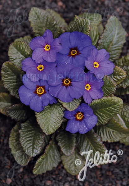 Perennials ~ Primula 'Wanda Blue Shades', Primrose ~ Dancing Oaks Nursery and Gardens ~ Retail Nursery ~ Mail Order Nursery