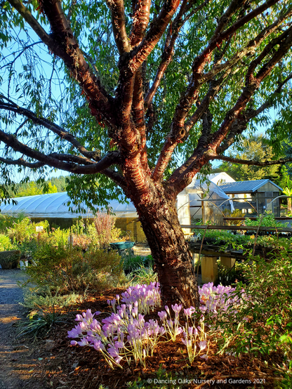 Trees ~ Prunus serrula, Birch Bark Cherry ~ Dancing Oaks Nursery and Gardens ~ Retail Nursery ~ Mail Order Nursery