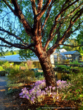 Trees ~ Prunus serrula, Birch Bark Cherry ~ Dancing Oaks Nursery and Gardens ~ Retail Nursery ~ Mail Order Nursery