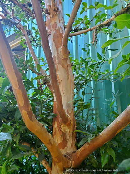 Trees ~ Stewartia pseudocamellia, Japanese Stewartia ~ Dancing Oaks Nursery and Gardens ~ Retail Nursery ~ Mail Order Nursery