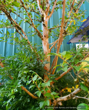 Trees ~ Stewartia pseudocamellia, Japanese Stewartia ~ Dancing Oaks Nursery and Gardens ~ Retail Nursery ~ Mail Order Nursery