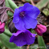 Perennials ~ Pulmonaria 'Blue Ensign', Lungwort ~ Dancing Oaks Nursery and Gardens ~ Retail Nursery ~ Mail Order Nursery