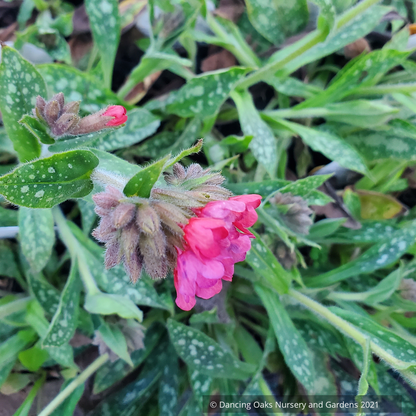 Perennials ~ Pulmonaria 'Raspberry Splash' PP12138, Lungwort ~ Dancing Oaks Nursery and Gardens ~ Retail Nursery ~ Mail Order Nursery