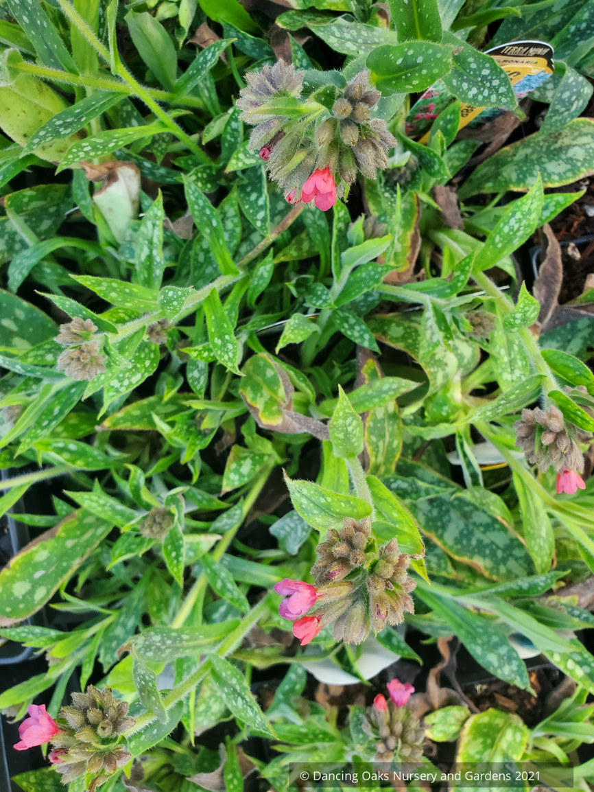 Perennials ~ Pulmonaria 'Raspberry Splash' PP12138, Lungwort ~ Dancing Oaks Nursery and Gardens ~ Retail Nursery ~ Mail Order Nursery