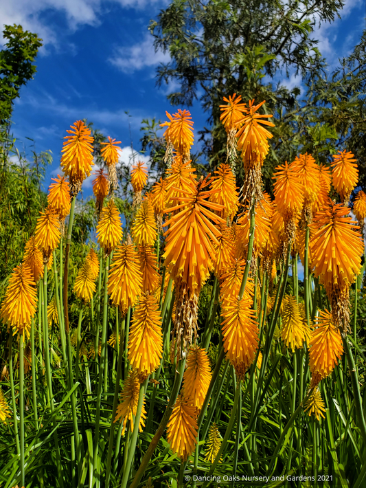 Perennials ~ Kniphofia 'Pumpkin Bodacious', Torch Lily ~ Dancing Oaks Nursery and Gardens ~ Retail Nursery ~ Mail Order Nursery