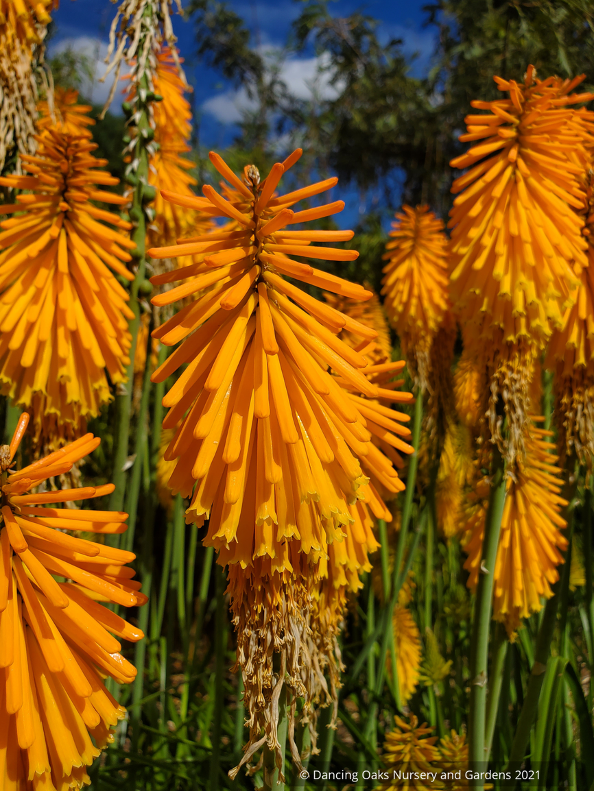 Perennials ~ Kniphofia 'Pumpkin Bodacious', Torch Lily ~ Dancing Oaks Nursery and Gardens ~ Retail Nursery ~ Mail Order Nursery