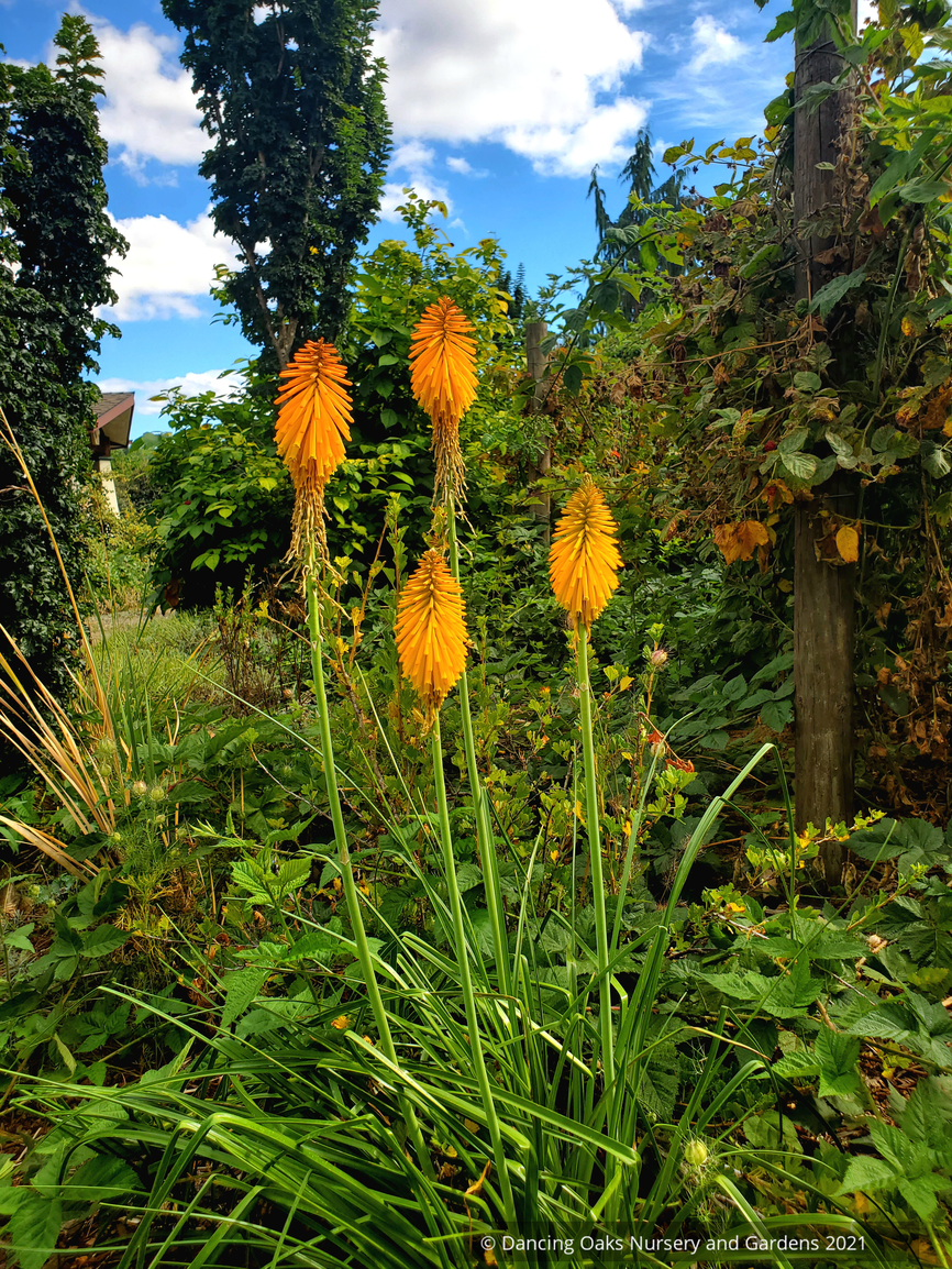Perennials ~ Kniphofia 'Pumpkin Bodacious', Torch Lily ~ Dancing Oaks Nursery and Gardens ~ Retail Nursery ~ Mail Order Nursery