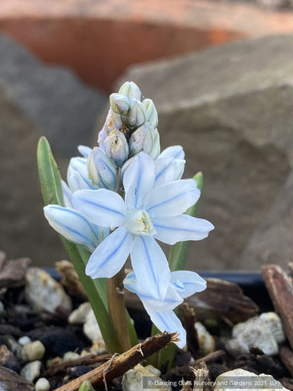 Bulbs and Tubers ~ Pusckinia scilloides var libanotica, Striped Squill ~ Dancing Oaks Nursery and Gardens ~ Retail Nursery ~ Mail Order Nursery