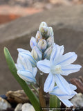 Bulbs and Tubers ~ Pusckinia scilloides var libanotica, Striped Squill ~ Dancing Oaks Nursery and Gardens ~ Retail Nursery ~ Mail Order Nursery