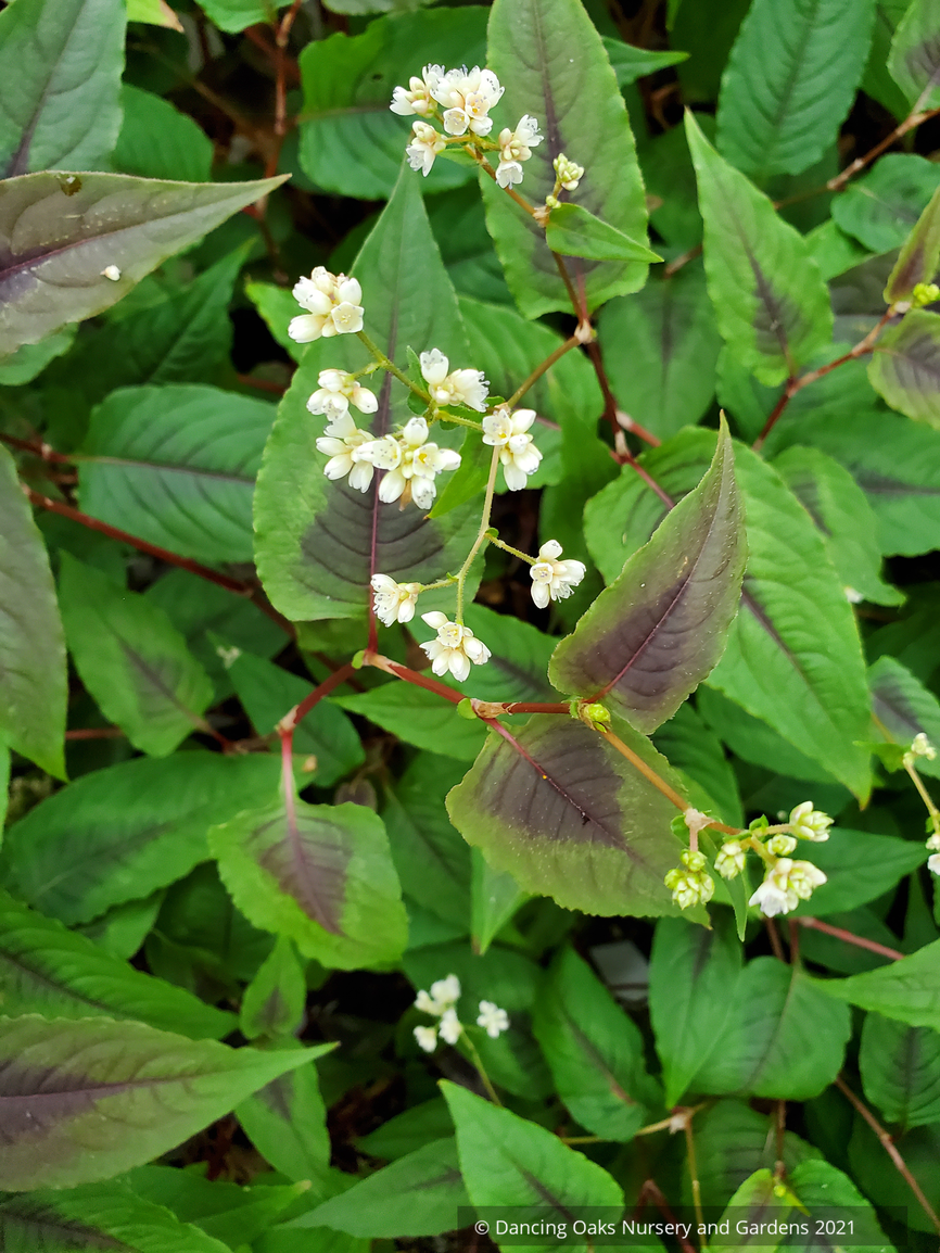 Perennials ~ Persicaria microcephala 'Red Dragon' PP12062, Fleeceflower ~ Dancing Oaks Nursery and Gardens ~ Retail Nursery ~ Mail Order Nursery