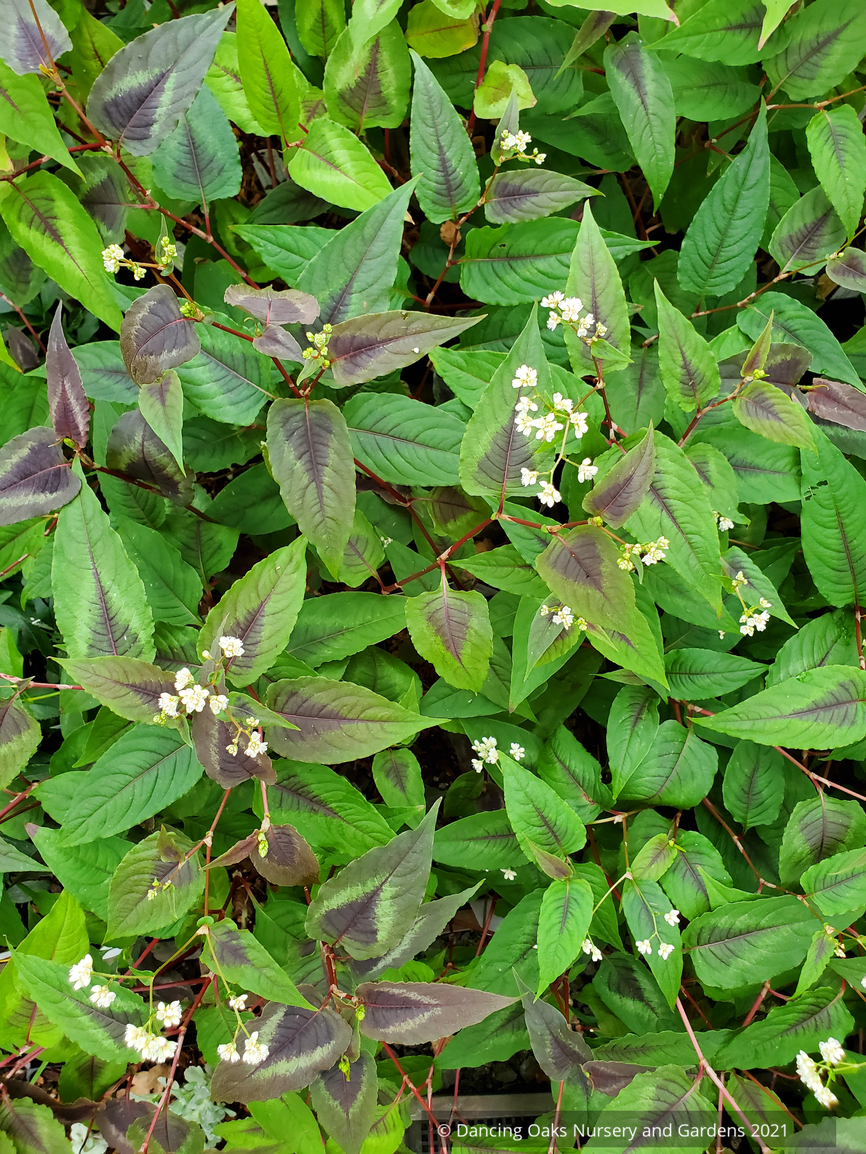 Perennials ~ Persicaria microcephala 'Red Dragon' PP12062, Fleeceflower ~ Dancing Oaks Nursery and Gardens ~ Retail Nursery ~ Mail Order Nursery