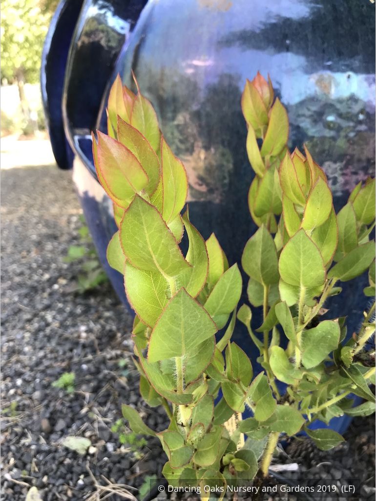 Shrubs ~ Arctostaphylos refugioensis, Manzanita ~ Dancing Oaks Nursery and Gardens ~ Retail Nursery ~ Mail Order Nursery
