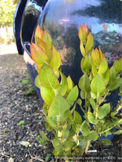 Shrubs ~ Arctostaphylos refugioensis, Manzanita ~ Dancing Oaks Nursery and Gardens ~ Retail Nursery ~ Mail Order Nursery
