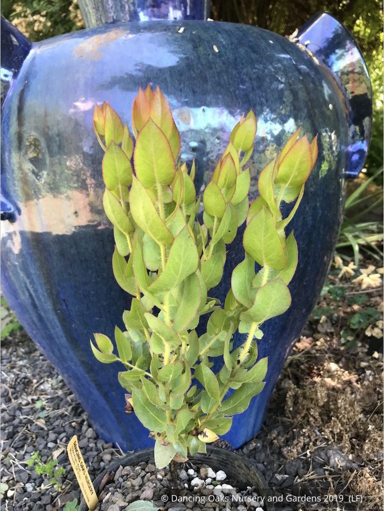 Shrubs ~ Arctostaphylos refugioensis, Manzanita ~ Dancing Oaks Nursery and Gardens ~ Retail Nursery ~ Mail Order Nursery
