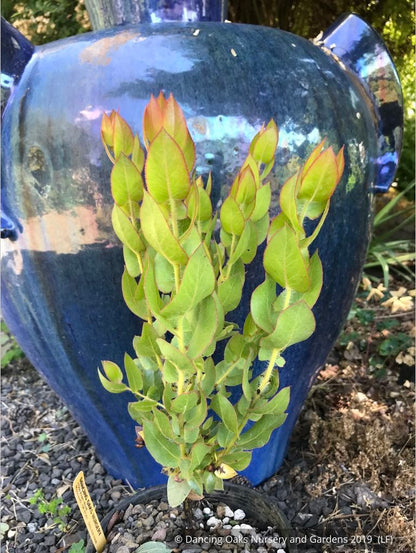 Shrubs ~ Arctostaphylos refugioensis, Manzanita ~ Dancing Oaks Nursery and Gardens ~ Retail Nursery ~ Mail Order Nursery