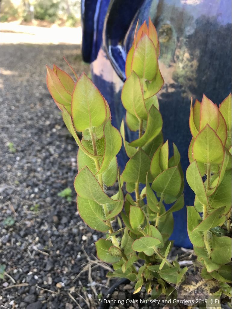 Shrubs ~ Arctostaphylos refugioensis, Manzanita ~ Dancing Oaks Nursery and Gardens ~ Retail Nursery ~ Mail Order Nursery