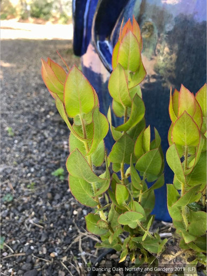Shrubs ~ Arctostaphylos refugioensis, Manzanita ~ Dancing Oaks Nursery and Gardens ~ Retail Nursery ~ Mail Order Nursery