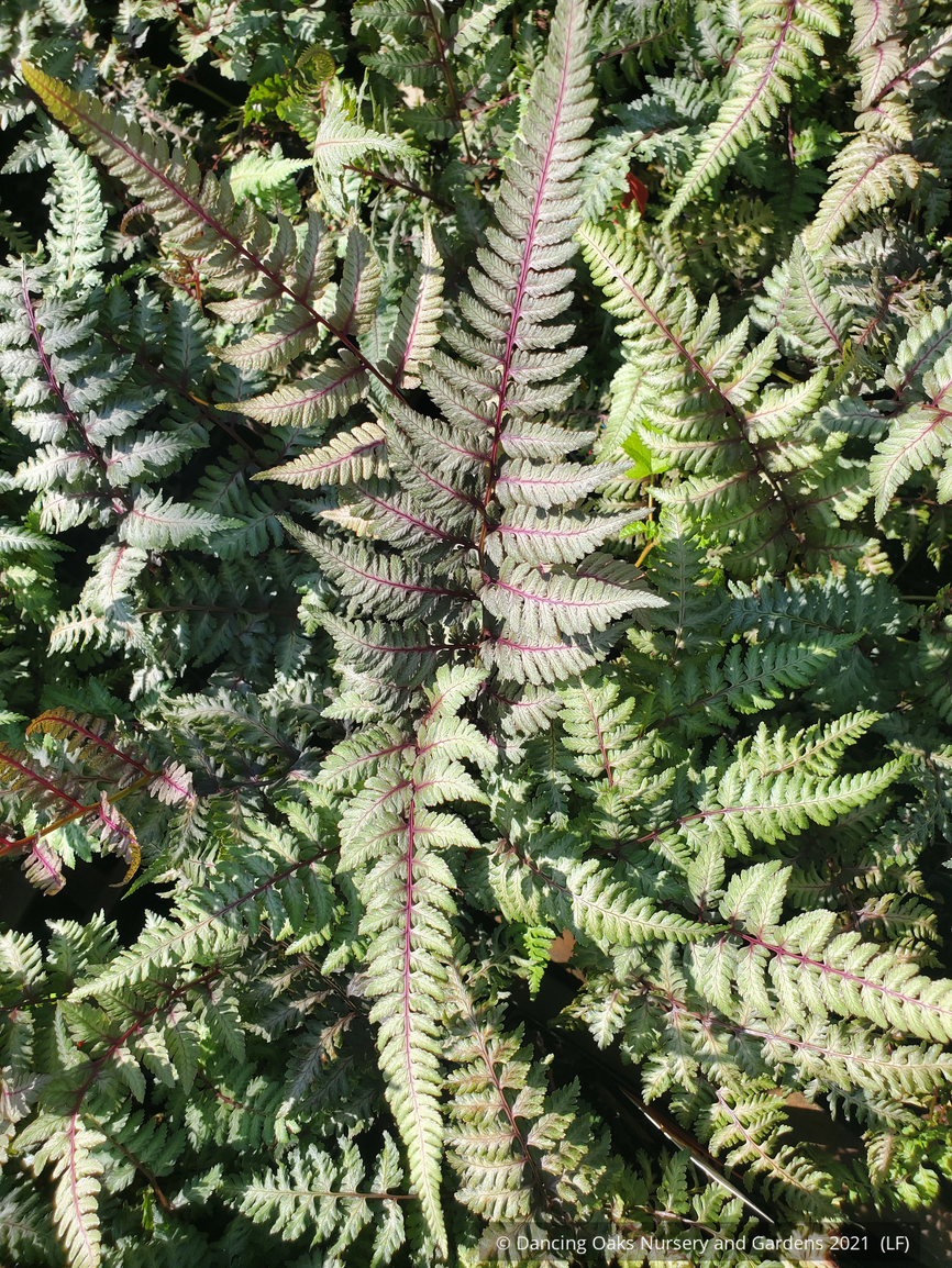Ferns ~ Athyrium niponicum 'Regal Red', Japanese Painted Fern ~ Dancing Oaks Nursery and Gardens ~ Retail Nursery ~ Mail Order Nursery