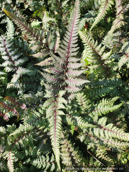 Ferns ~ Athyrium niponicum 'Regal Red', Japanese Painted Fern ~ Dancing Oaks Nursery and Gardens ~ Retail Nursery ~ Mail Order Nursery