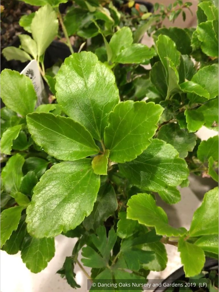 Shrubs ~ Ribes davidii, Evergreen Prostrate Currant ~ Dancing Oaks Nursery and Gardens ~ Retail Nursery ~ Mail Order Nursery
