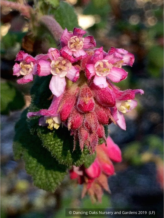 Shrubs ~ Ribes malvaceum, Chaparral Currant ~ Dancing Oaks Nursery and Gardens ~ Retail Nursery ~ Mail Order Nursery