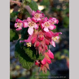 Shrubs ~ Ribes malvaceum, Chaparral Currant ~ Dancing Oaks Nursery and Gardens ~ Retail Nursery ~ Mail Order Nursery