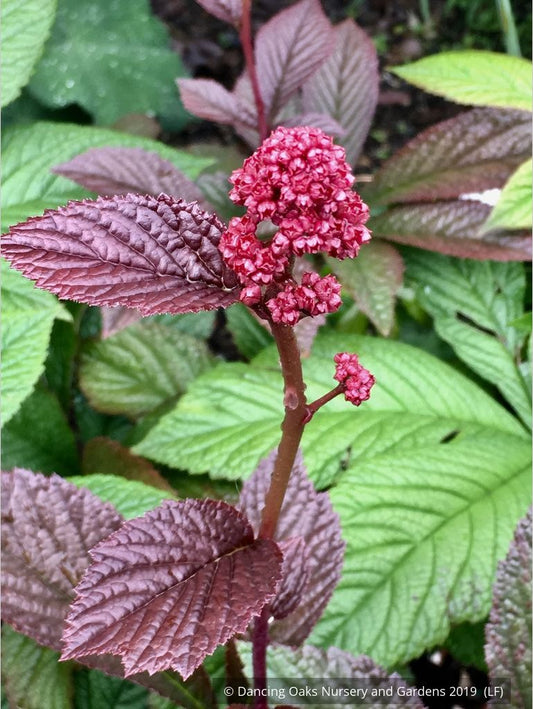 Perennials ~ Rodgersia pinnata 'Bronze Peacock', Rodger's Flower ~ Dancing Oaks Nursery and Gardens ~ Retail Nursery ~ Mail Order Nursery