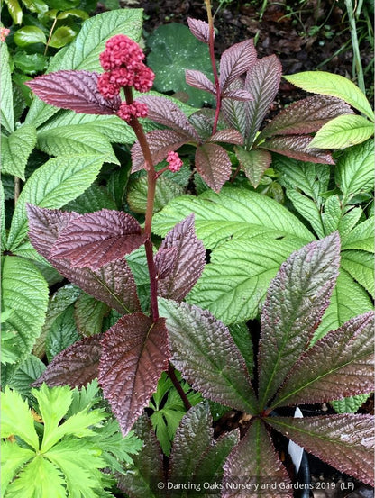Perennials ~ Rodgersia pinnata 'Bronze Peacock', Rodger's Flower ~ Dancing Oaks Nursery and Gardens ~ Retail Nursery ~ Mail Order Nursery