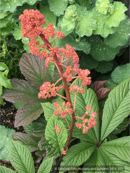 Perennials ~ Rodgersia pinnata 'Fireworks' ~ Dancing Oaks Nursery and Gardens ~ Retail Nursery ~ Mail Order Nursery