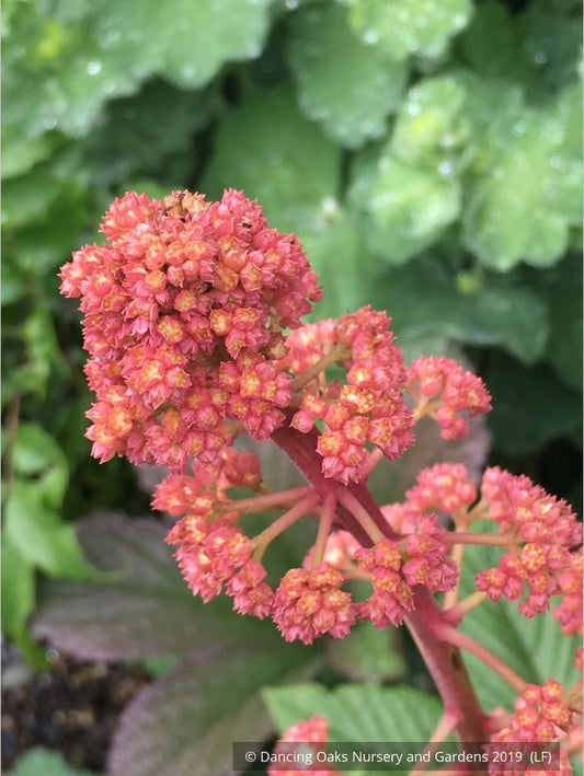 Perennials ~ Rodgersia pinnata 'Fireworks' ~ Dancing Oaks Nursery and Gardens ~ Retail Nursery ~ Mail Order Nursery