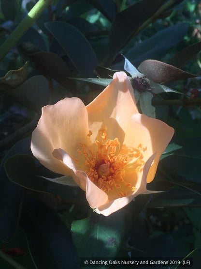 Shrubs ~ Rosa 'Mrs. Oakley Fisher', Hybrid Tea Rose ~ Dancing Oaks Nursery and Gardens ~ Retail Nursery ~ Mail Order Nursery