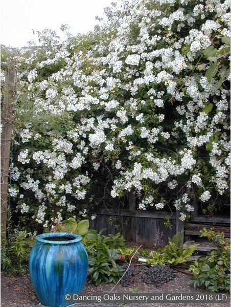 Vines ~ Rosa mulliganii, Single White Species Rose, Climbing Rose ~ Dancing Oaks Nursery and Gardens ~ Retail Nursery ~ Mail Order Nursery