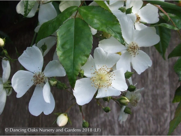 Vines ~ Rosa mulliganii, Single White Species Rose, Climbing Rose ~ Dancing Oaks Nursery and Gardens ~ Retail Nursery ~ Mail Order Nursery
