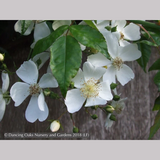 Vines ~ Rosa mulliganii, Single White Species Rose, Climbing Rose ~ Dancing Oaks Nursery and Gardens ~ Retail Nursery ~ Mail Order Nursery