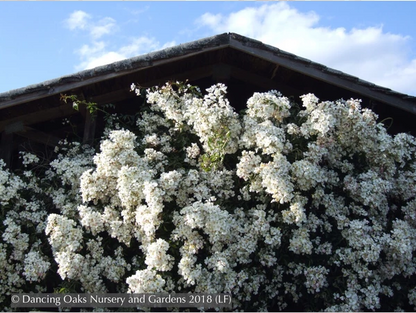 Vines ~ Rosa mulliganii, Single White Species Rose, Climbing Rose ~ Dancing Oaks Nursery and Gardens ~ Retail Nursery ~ Mail Order Nursery