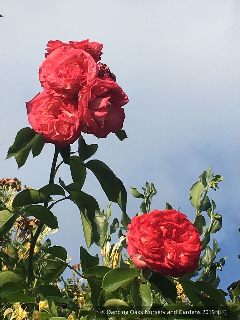 Shrubs ~ Rosa 'Antique 89' (syn. R. 'Antike 89'), Antique Climbing Rose ~ Dancing Oaks Nursery and Gardens ~ Retail Nursery ~ Mail Order Nursery
