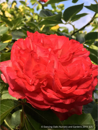 Shrubs ~ Rosa 'Antique 89' (syn. R. 'Antike 89'), Antique Climbing Rose ~ Dancing Oaks Nursery and Gardens ~ Retail Nursery ~ Mail Order Nursery
