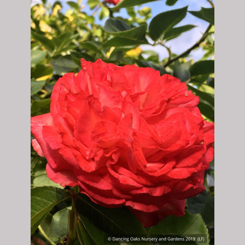 Shrubs ~ Rosa 'Antique 89' (syn. R. 'Antike 89'), Antique Climbing Rose ~ Dancing Oaks Nursery and Gardens ~ Retail Nursery ~ Mail Order Nursery