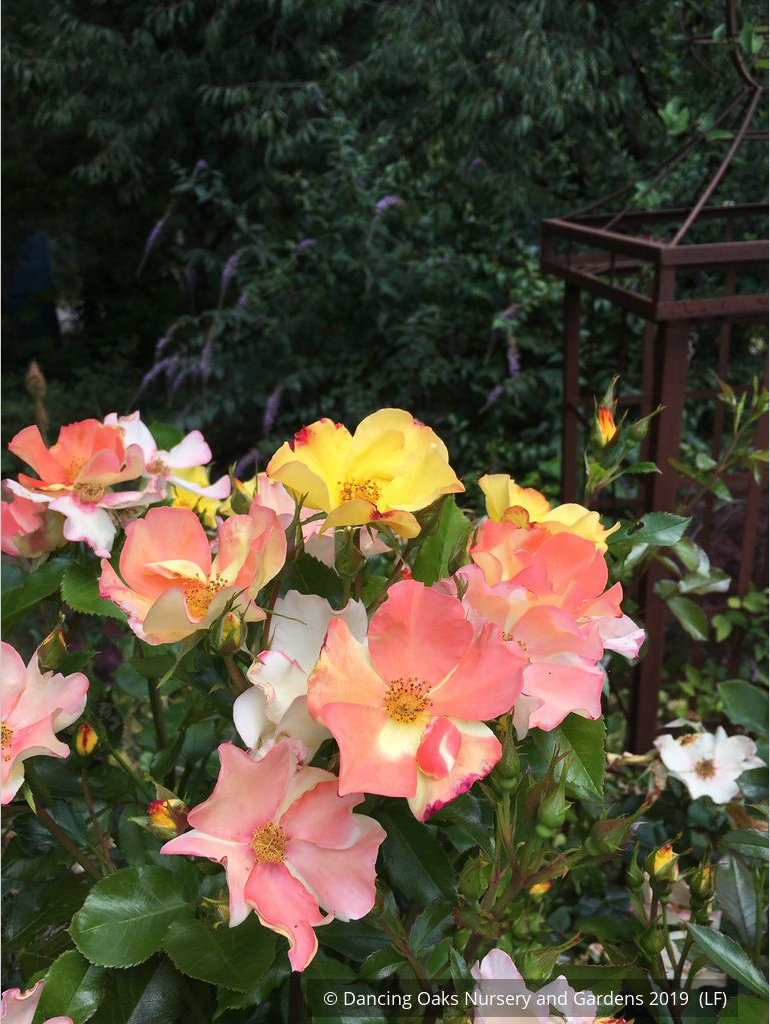 Shrubs ~ Rosa 'Flutterbye', Shrub Rose ~ Dancing Oaks Nursery and Gardens ~ Retail Nursery ~ Mail Order Nursery